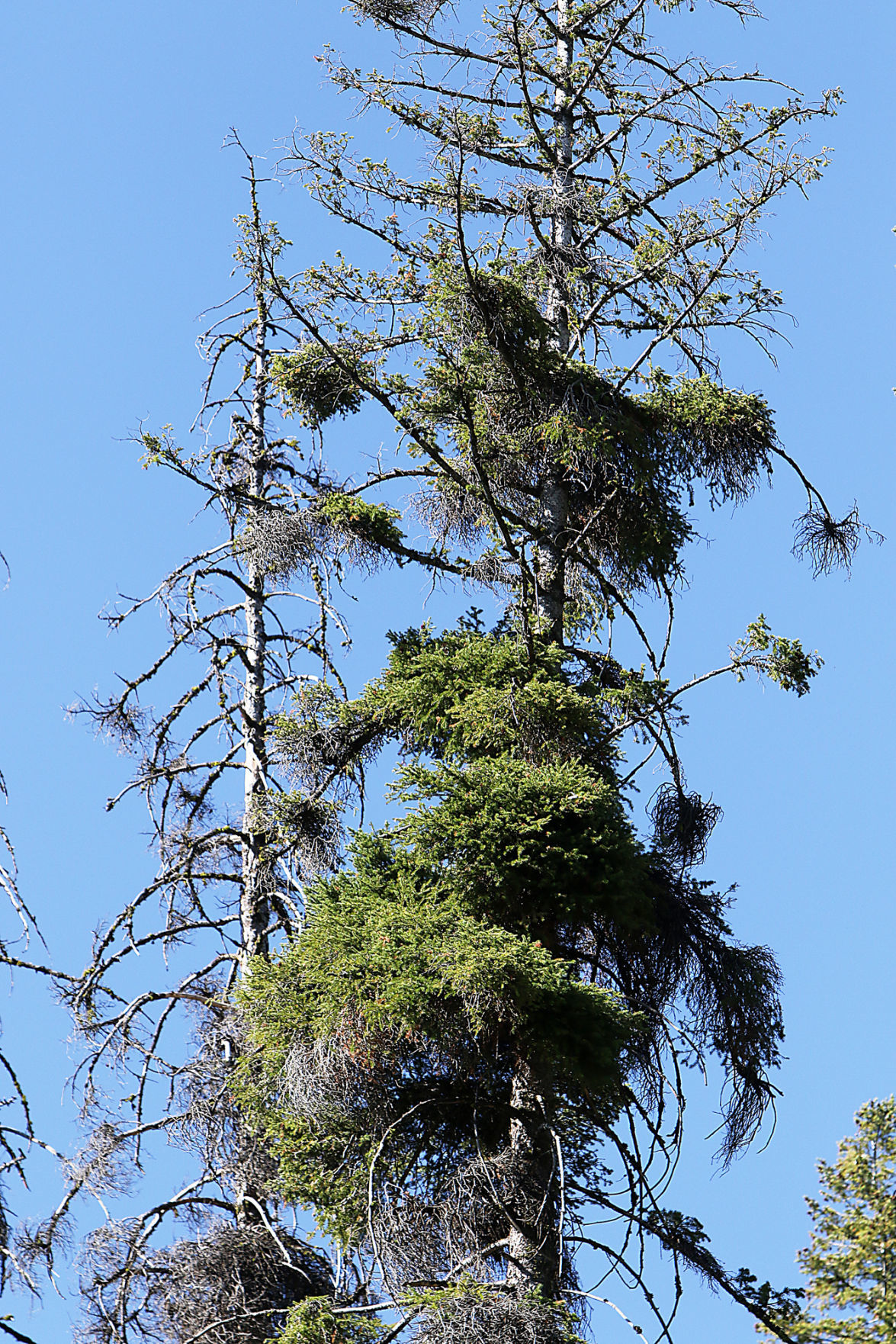 Bogus Basin tree removal
